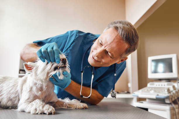 Best Emergency Wisdom Tooth Extraction in Gilbertsville, PA